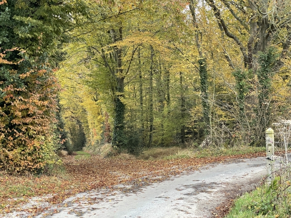 Attention, la trace GPX officielle indique de tourner sur le chemin de Montreuil, mais il est désormais clôturé par une propriété. Il faut rester sur la rue des Vaux et la quitter ici, sur le chemin qui la prolonge dans la forêt.