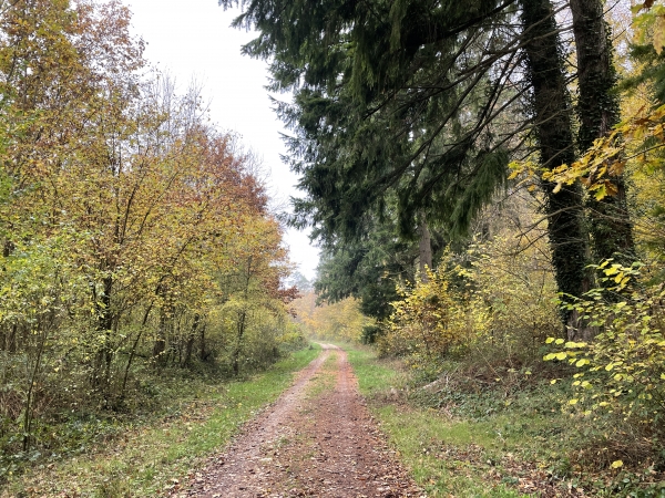 A nouveau un chemin très agréable, il s'agit de la route forestière du Grand Val. Par endroits, les érables ont couvert le chemin de flaques de leurs feuilles jaunes, concentrées sous leurs branches.