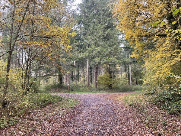 Nous allons quitter la route forestière du Grand Val pour tourner à gauche ici, et repasser sous la ligne Serquigny-Oissel.