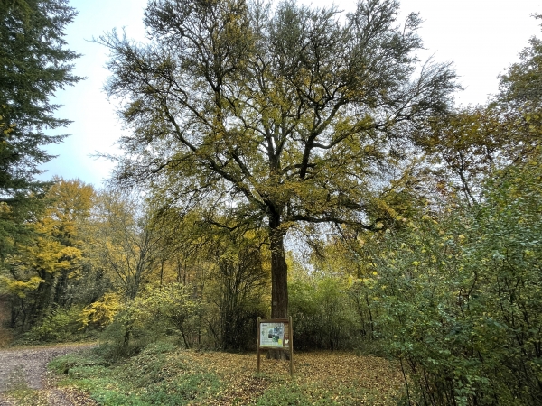Peu après le pont, nous passons devant le majestueux érable du Grand Val, arbre remarquable aux dimensions exceptionnelles pour un érable.