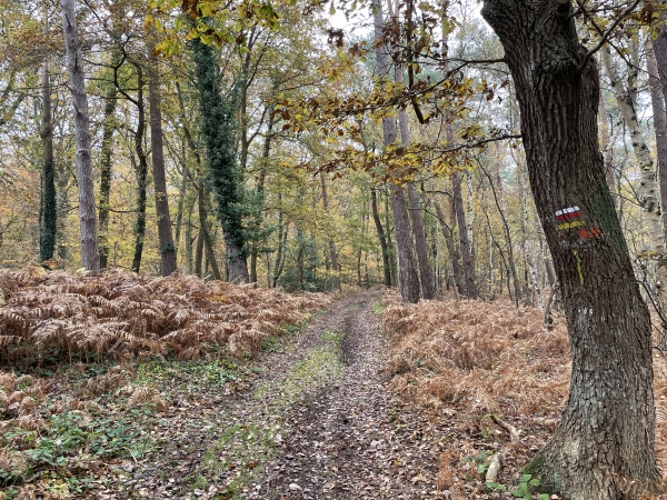 Nous avons traversé la D124, et continuons sur le GR jusqu'à la fin du circuit.