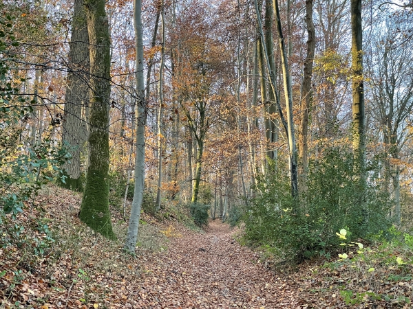 Nous suivons le GR25C sur le chemin du Nid-de-Pie qui entre dans le bois de la Côte Cidru.