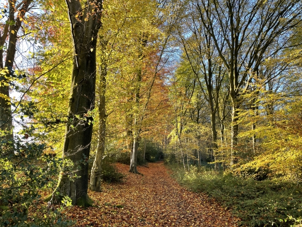 Le bois est magnifique en automne et nous offre plusieurs occasions de photos à voir dans l'album de la rando.