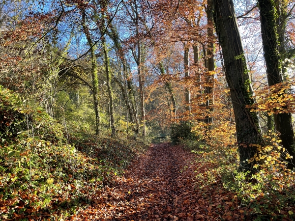 Nous suivons la lisière jusqu'à la route du Four à Chaux.