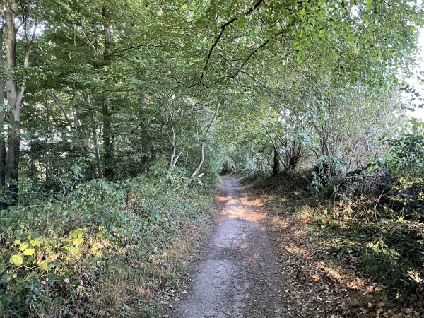 Le chemin avance en lisière de bois.