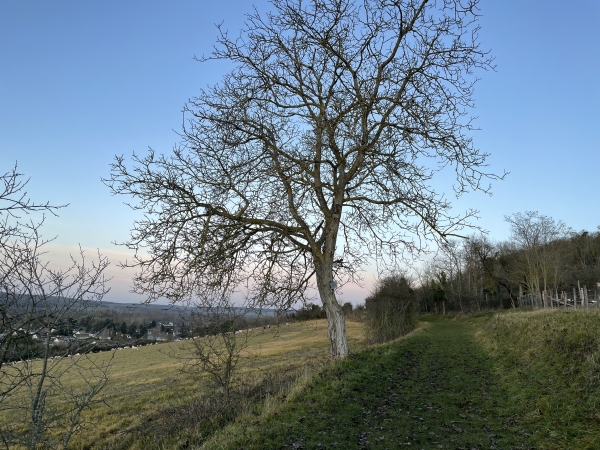 Le chemin du Fanouillet est parfaitement entretenu. Nous avons franchi une clôture souple à l'entrée du chemin. Cette clôture protège le troupeau de moutons que l'on devine à gauche. Les moutons sont menés par un magnifique berger, vêtu d'un manteau-cape de laine (bien sûr) à la manière des Inverness.
