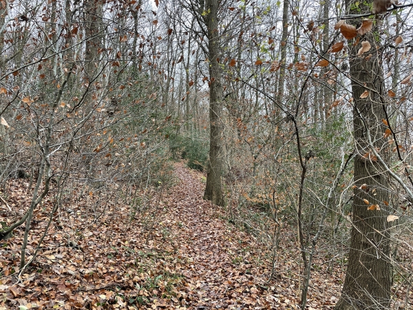Nous décidons de ne pas remonter sur le plateau par la route Passe des Biches, mais de suivre l'ancien tracé du GR2 sur ce chemin qui monte vers le Génétey.