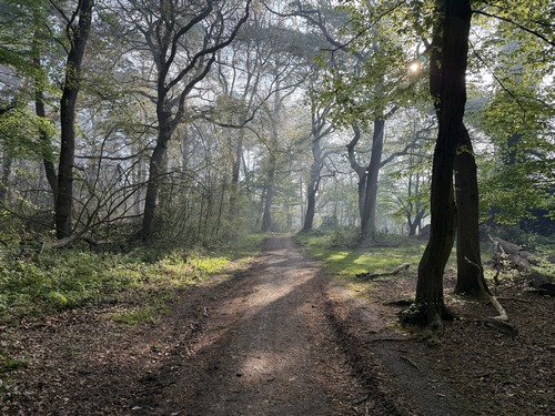 Entrée en forêt domaniale de Roumare au niveau de l'ancienne maison forestière de Saint-Georges.