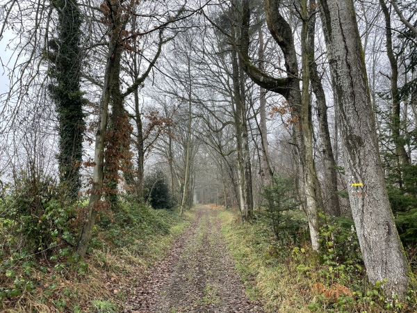 De l'autre côté du vallon, nous montons dans le bois de Bougy. Nous sommes sur le GRP du Tour du Pays d'Auge Ornais.