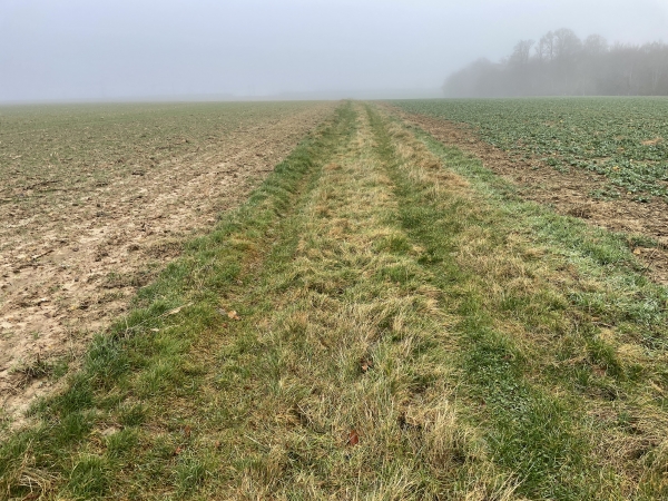 Entre la Hérissonnière et la Tillaye, le chemin en lisière de bois n'est pas sur toutes les cartes, mais il est bien là, c'est un chemin confortable, entre les champs.