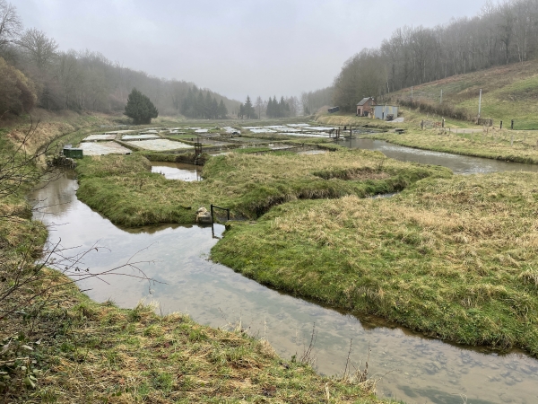 Une cressonière est aménagée près de la source de la Bigotière. Sur la photo en grand format, vous verrez un récoltant qui cueille du cresson.