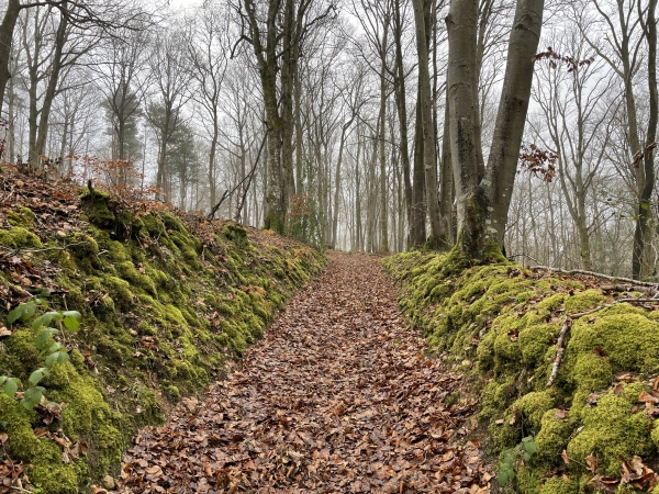 Nous montons dans le bois du Roi.