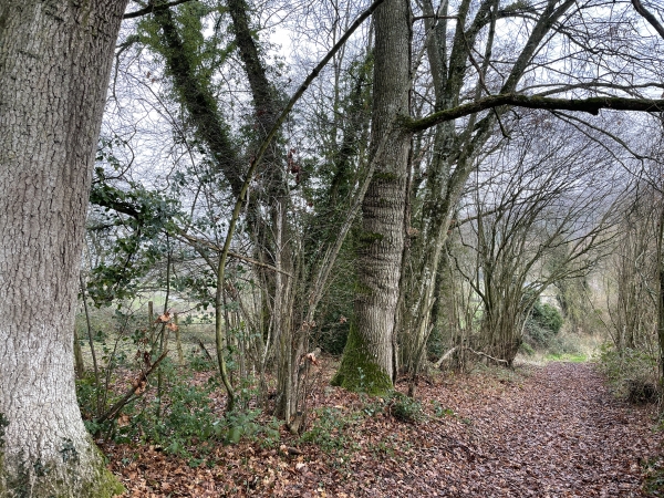Nous sommes au-dessus du moulin d'Abenon. Derrière les arbres, on distingue le lacet métallique de la rivière.
