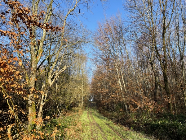 Même en hiver, c'est toujours un plaisir de suivre les chemins de la forêt domaniale de Lyons, réputée pour être l'une des plus belles hêtraies d'Europe. C'est une forêt très peuplée, et nous avons croisé, en plein jour, une laie et son jeune.