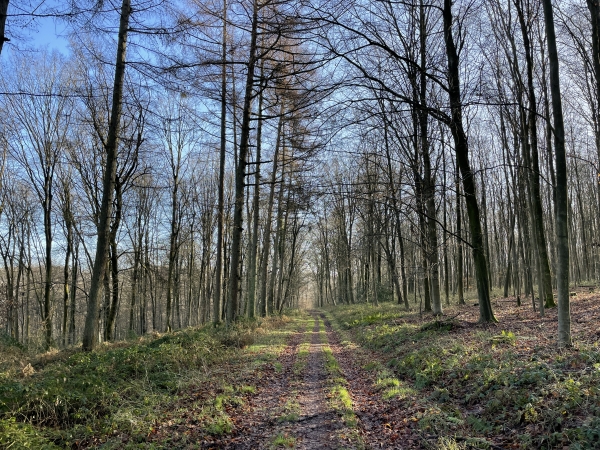 Nous traversons la D921, et continuons en forêt, ici dans le bois de la Vente au Genêt.