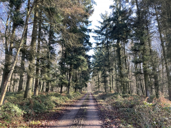 Nous avons rejoint la route forestière du Mont Aimé. Nous allons la suivre jusqu'à la traversée de la D128.