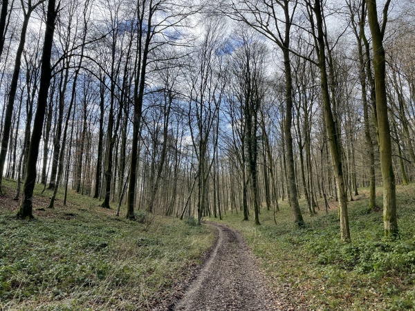 Après les Livrées, nous suivons cet agréable chemin de la Forêt des Coteaux, inévitable quand on randonne près de La Feuillie.