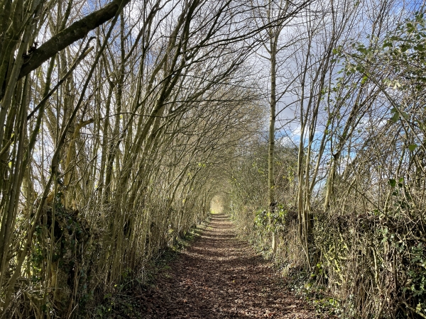 Nous traversons la Plaine des Petits Champs, dont le chemin commence par un tunnel de verdure... à la belle saison.