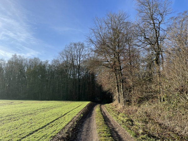 La rue devient chemin et entre ici dans le bois des Broches.