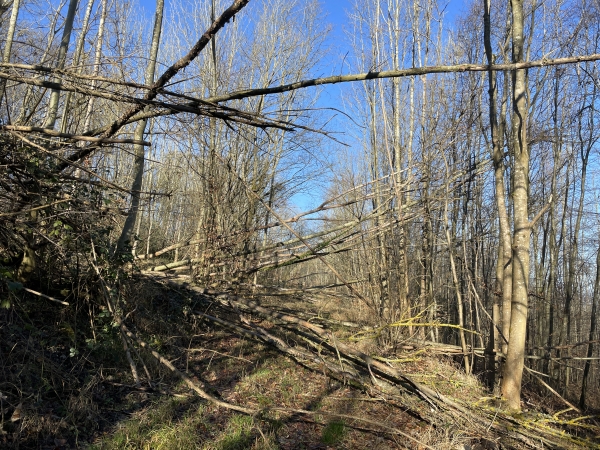 Le dernier coup de vent violent du mois de février 2022, a fait des dégats. Regard arrière vers les arbres que nous venons de franchir.