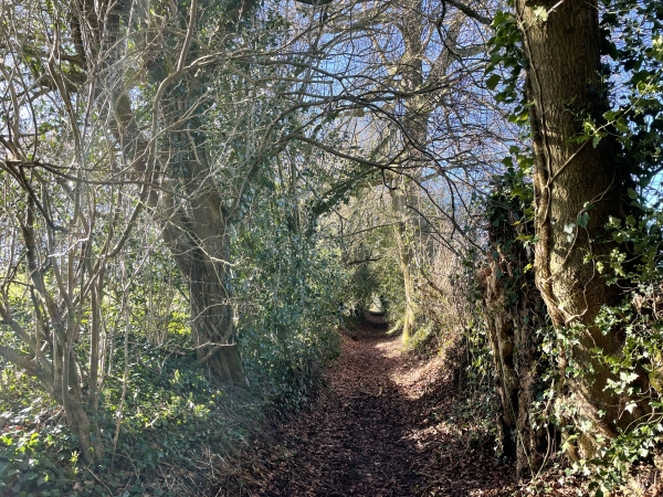 Le chemin précédent nous a un peu descendu, nous remontons donc vers Beauvoir-en-Lyons par ce charmant chemin creux.