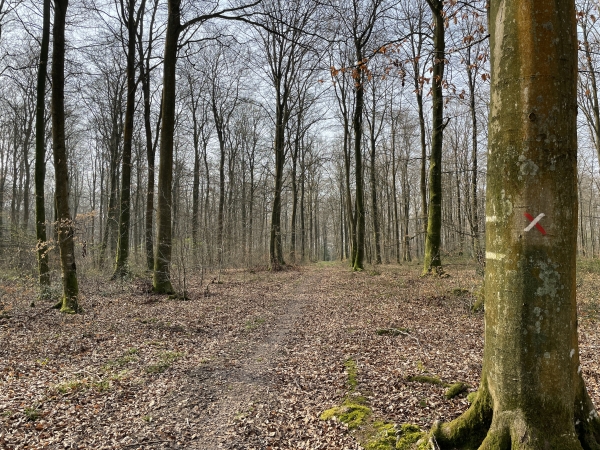 Nous quittons le GR23 au sommet du Plateau, et tournons à droite pour redescendre vers la D40.