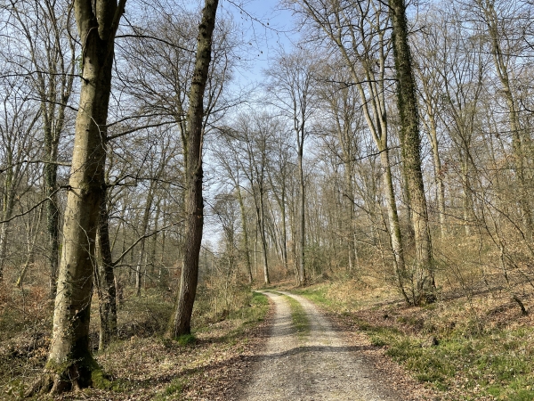 Juste avant la D40, notre sentier était un peu encombré par la végétation. C'est un ancien chemin balisé, mais il n'est visiblement plus entretenu. Rien de méchant. Après la D40, nous suivons le large chemin de la Rue Gosse.