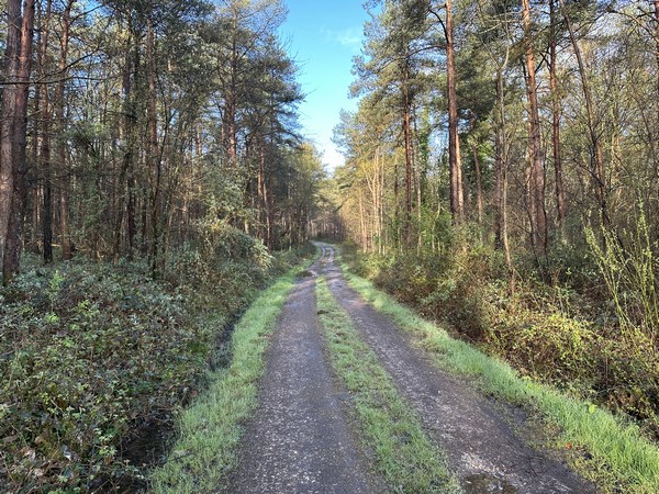 Nous entrons en Forêt Communale de Notre-Dame-de-Bliquetuit. Malgré de nombreux jours de pluie, les chemins que nous suivons en forêt sont tout à fait praticables.
