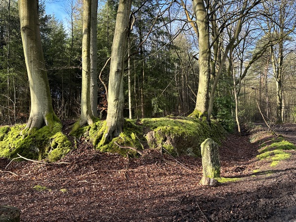 A la Pâture du Mort, qui n'est plus une pâture depuis longtemps, nous avons tourné vers l'est en direction du Bourg Corblin. Nous longeons ici l'ancien fossé du domaine de la Fieffe.