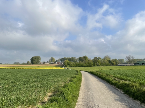 Nous partons du centre de Lintot, et rejoignons la rue des Charmilles pour trouver notre premier chemin qui se trouve près du champ de colza en fleur devant nous.