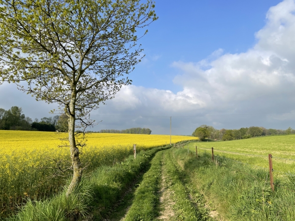 Le chemin avance vers le bois du Mont Rôti.
