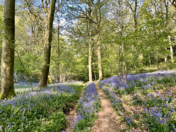 L'entrée dans le bois est époustouflante. Le sol est tapissé de Jacinthes qui embaument le sous-bois. Nous retrouverons de tels tapis de jacinthes tout au long de la boucle.