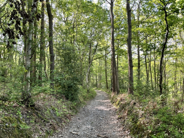 Le chemin traverse le bois de la Grande Pièce, et descend vers l'abbaye du Valasse.