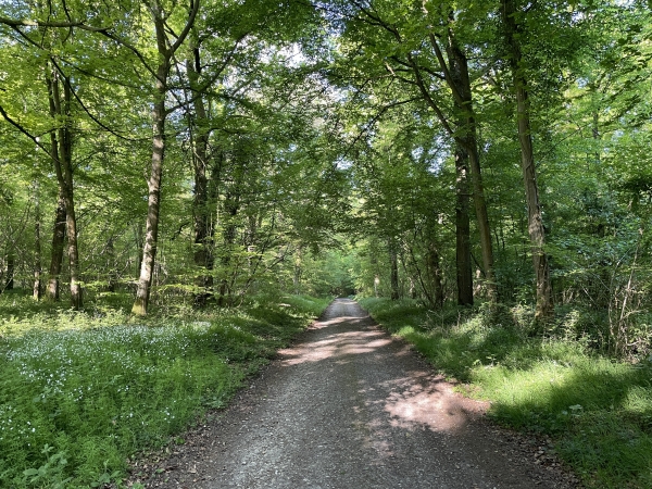 Bois de la Housselaye, chemin du Tot.