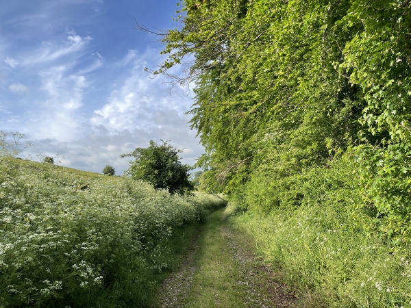 Ce chemin descend en pente douce vers la vallée de la Vienne.