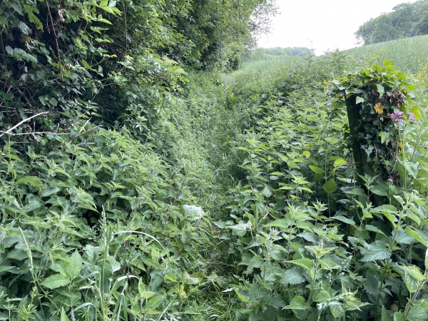 Le chemin de remontée est nettement moins bien entretenu ! Pas de problème pour marcher, mais les shorts sont à éviter.