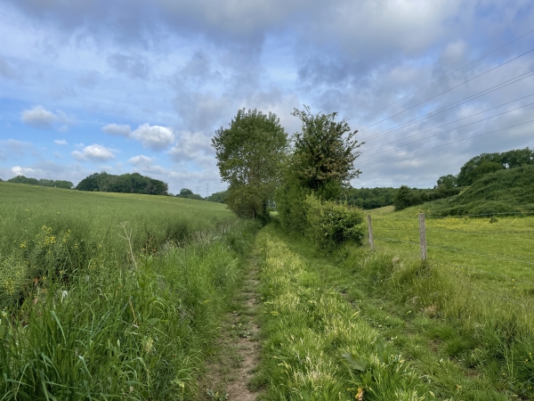 Le chemin s'éclaircit et s'élargit en arrivant au niveau des champs du plateau.