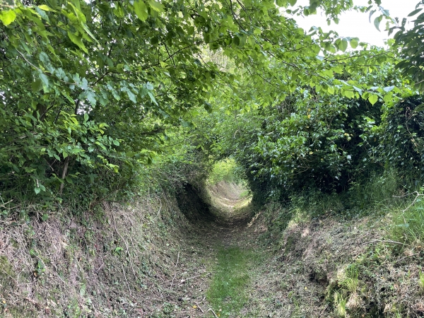 Par endroits, le chemin se couvre à la manière d'un tunnel de verdure.