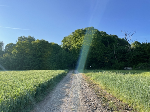 La rue Mermoz se prolonge par un chemin qui monte dans les bois.