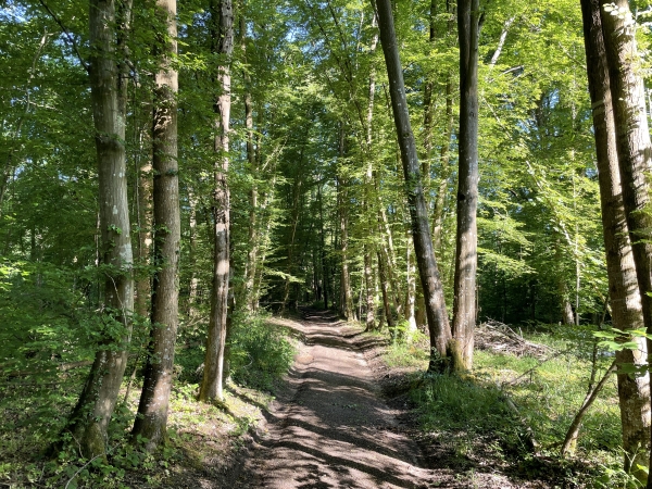 Les chemins des bois sont très agréables, mais il ne faut pas en sortir : les bois sont privés et abritent un champ de tir. Quelque part sur notre droite, se trouve la mystérieuse vallée de la Porte Blanche, où fut mise à jour une allée couverte du 3ème millénaire avant notre ère, tombeau collectif d'une trentaine de personne.