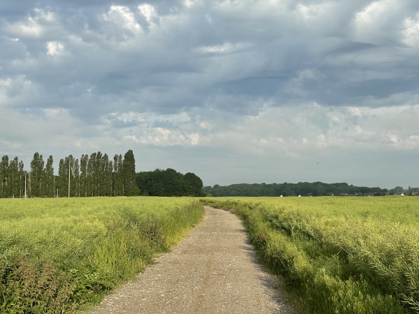 Nous sortons du bourg par le chemin de la Forêt. Les chemins sont nombreux sur la commune du Thuit de l'Oison, et parfaitement entretenus.