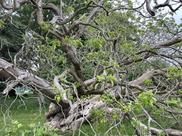 Ginkgo biloba, arbre aux 40 écus, qui pousse le long du saut-de-loup (ha-ha) du château du Thuit-Simer. Curieusement classé parmi les conifères, ses feuilles deviennent jaune d'or en automne, d'où son surnom. La longévité du Ginkgo est exceptionnelle : dans son milieu naturel en chine, il peut vivre 4000 ans ! C'est mal parti pour celui-là...