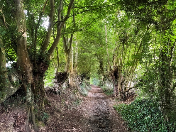 Chemin des Froids Vents, à la frontière entre les communes de Saint-Pierre-des-Fleurs et du Thuit de l'Oison.