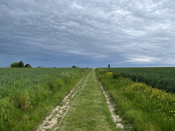 Dernier chemin avant d'entrer dans le bourg du Thuit-Signol dont on devine déjà les toits des maisons.