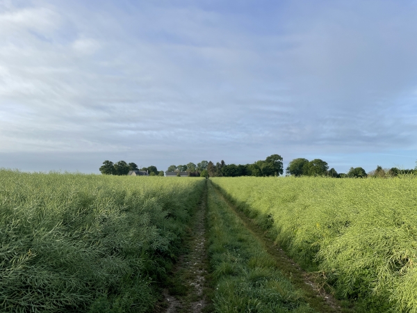 Nous partons du parking de la mairie de Thierville. En face de la mairie se trouve ce chemin qui traverse les champs de colza pour rejoindre la rue du Manoir Cornet.