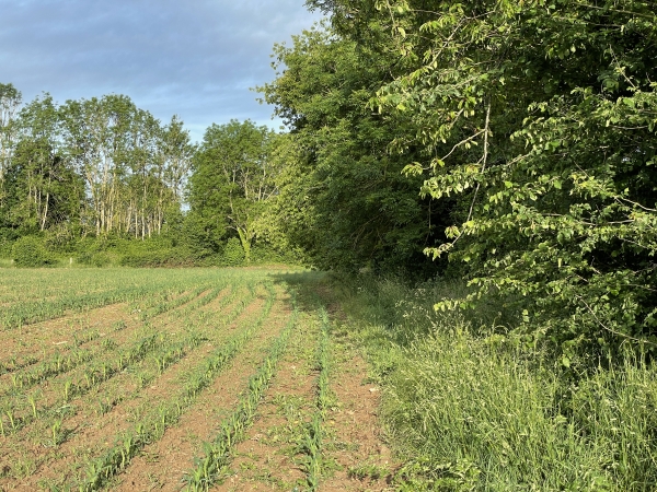 Le chemin porte bien son nom de Sente Herbue : sur quelques mètres, il est envahi par les branches des arbres et les hautes herbes. Nous passons entre le chemin disparu et le champ de maïs.