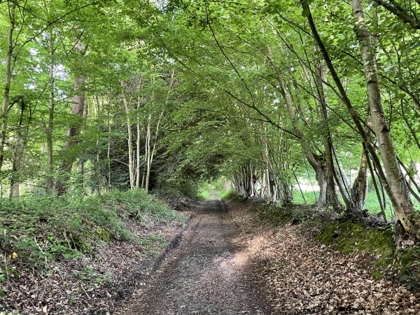 Entrée en forêt domaniale de Montfort par le chemin de la Fontaine.
