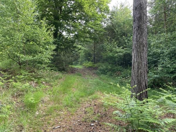 Le chemin n'existe pas sur la carte, mais il est bien là, et s'élargit en arrivant sur les hauteurs.