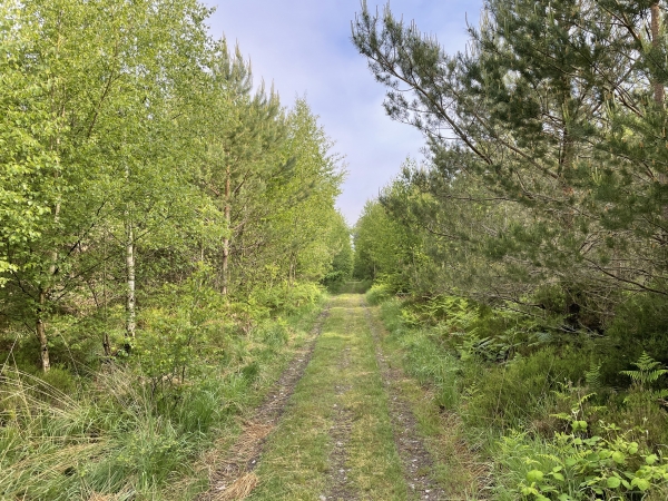 Forêt domaniale de Montfort, vue depuis le GR224RD.