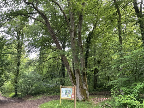 Nous nous écartons de quelques mètres de notre itinéraire pour photographier les Quatre Frères. Si vous contournez ces quatre chênes, vous remarquerez une planche en partie avalée par ces arbres, et sur laquelle on peut s'asseoir.